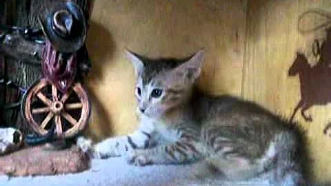 Video 297311: peterbald kittens, kitty cat playing, kitty baby cat, cat old
