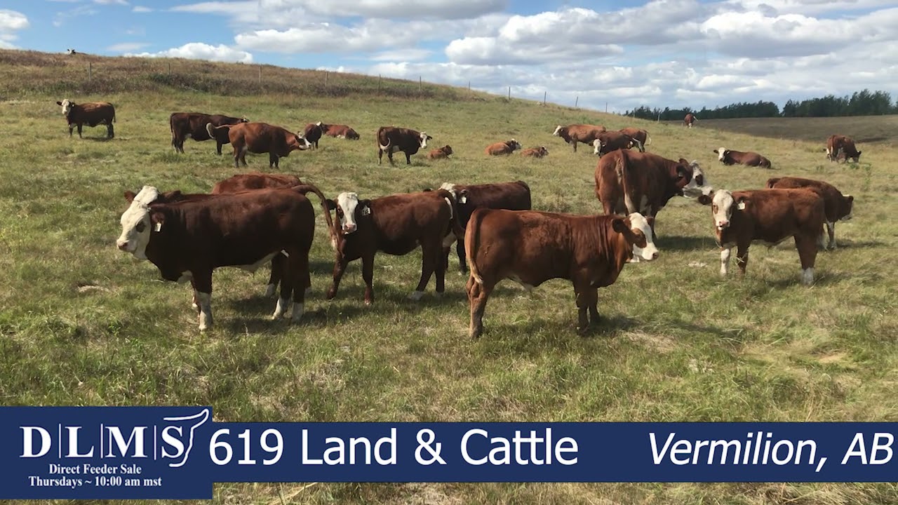 DLMS Direct - 619 Land and Cattle - YouTube