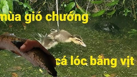 Nhắp cá lóc bằng vịt gặp gió lạnh  || Phương fishing , hunting trap