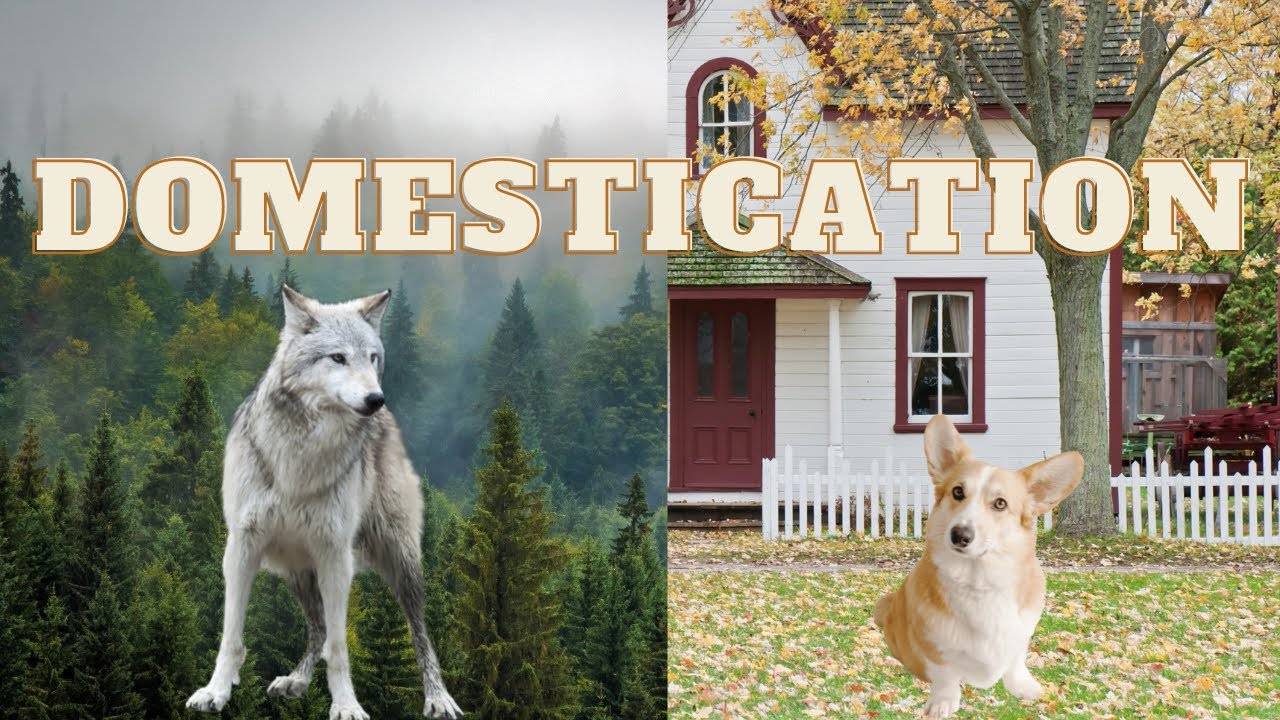 Domestication YouTube