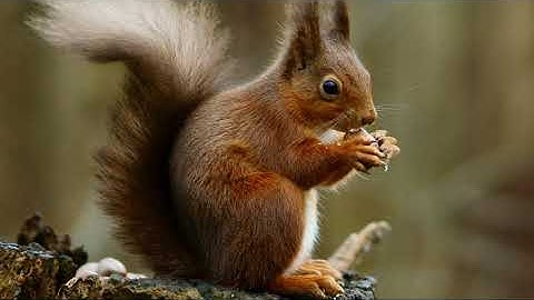 Afforested - Scurry To The Drey (Prog Folk)