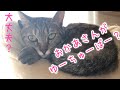 【記念すべき】初投稿動画！〜トドカノの下手くそなおしゃべりを我慢強くお聴きください〜