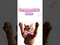 Ya somos 500 😻🎉🥳