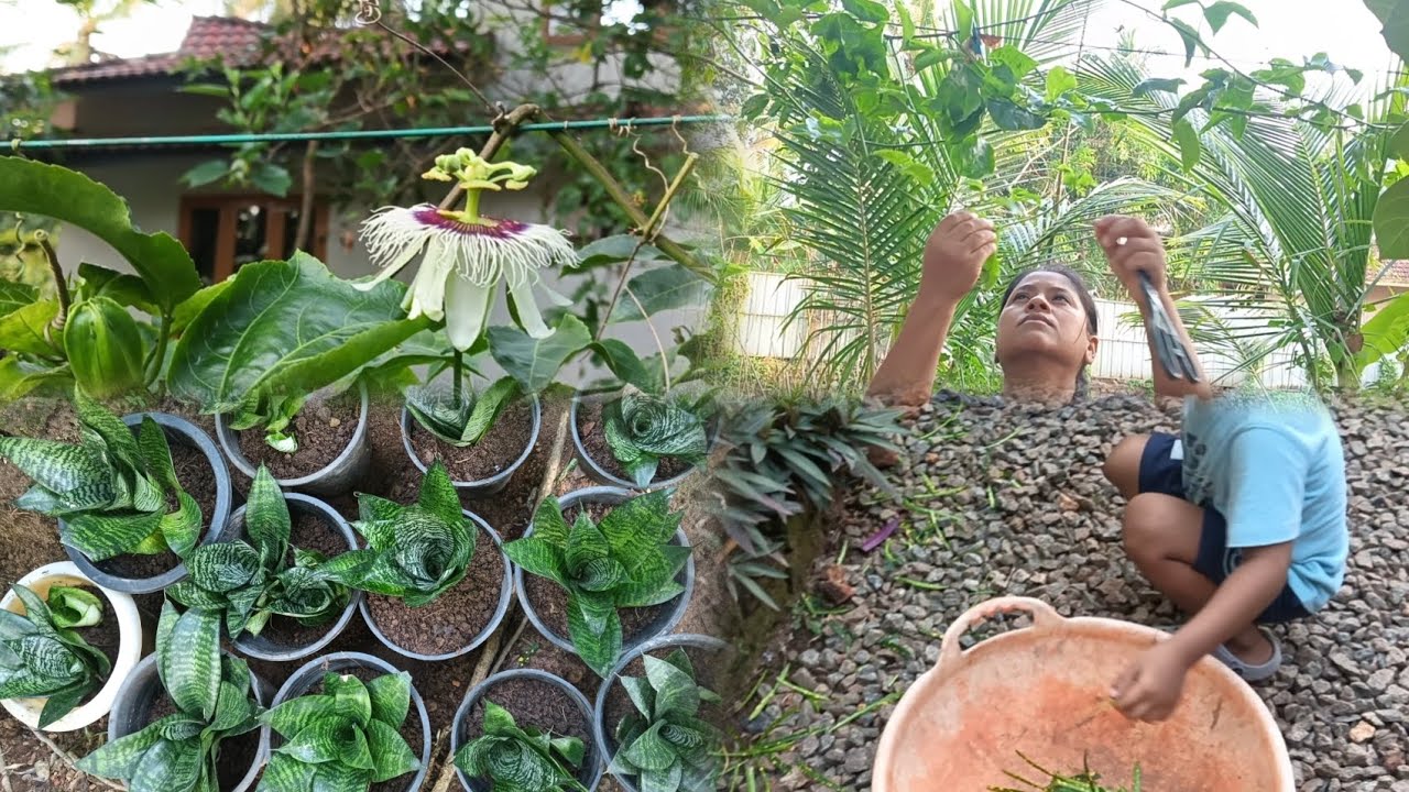 Gardening vlogs||pruning & reporting||tiewvlogs 