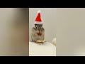 何かがおかしいものがたり…🙉