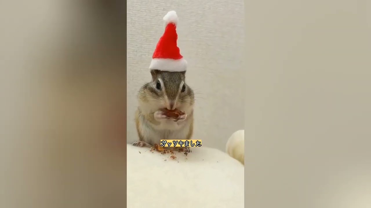 何かがおかしいものがたり…🙉