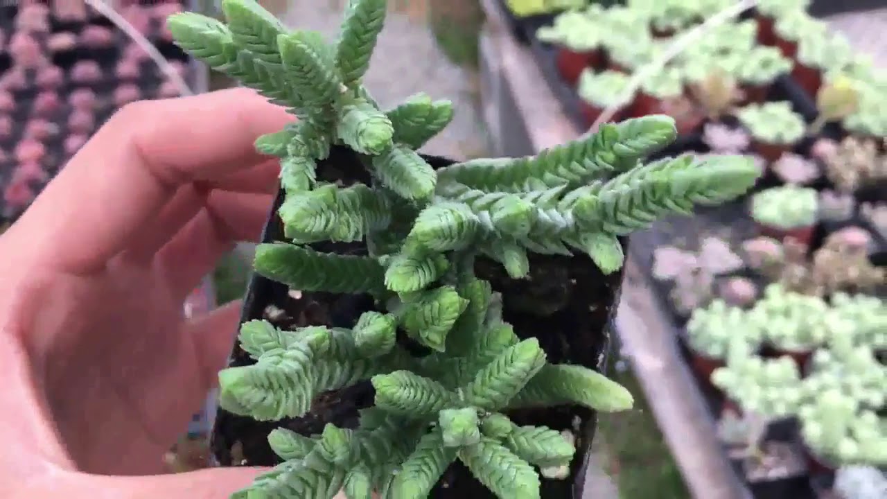 多肉植物若綠青龍鎖 Youtube