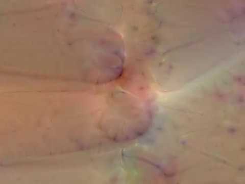 Neural Network Visualization - YouTube