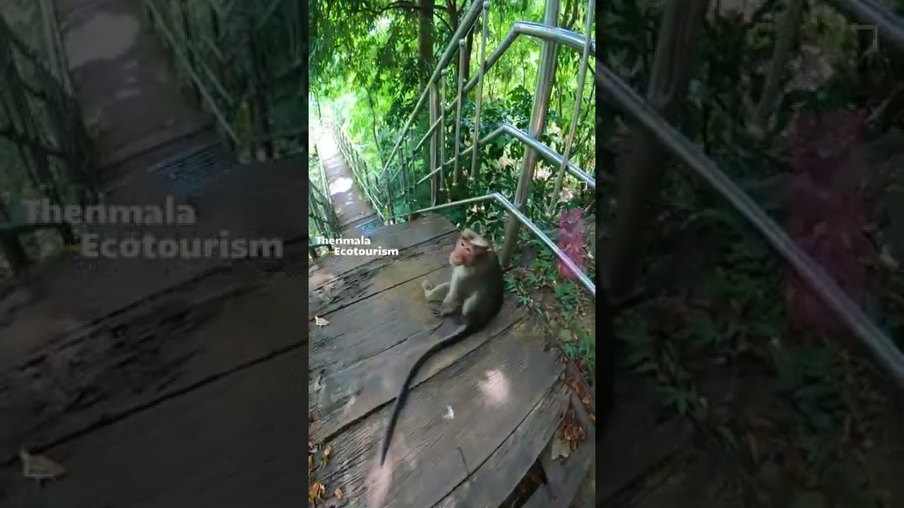 Thenmala Ecotourism, Thenmala