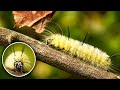 The American Dagger Moth Pt. 1 - The Caterpillar