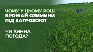 Чому врожай озимини під загрозою? Чи винна погода? Ділюсь практичним досвідом та рішенням проблеми