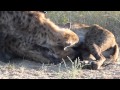 Hyena cubs nursing in kruger national park