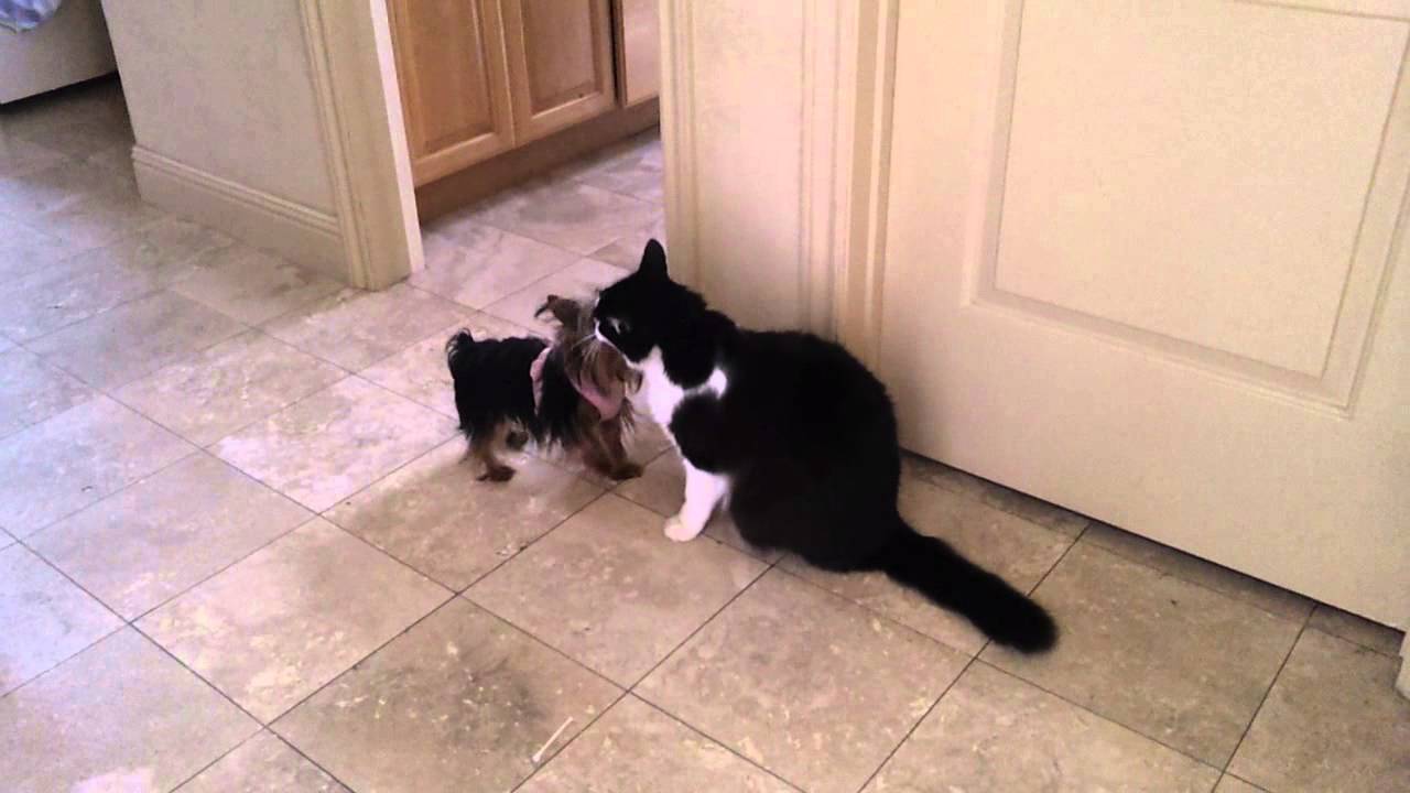 yorkie vs cat the yorkie vs siete the maine coon cat best of friends yorkie vs cat the yorkie vs siete the maine coon cat best of friends