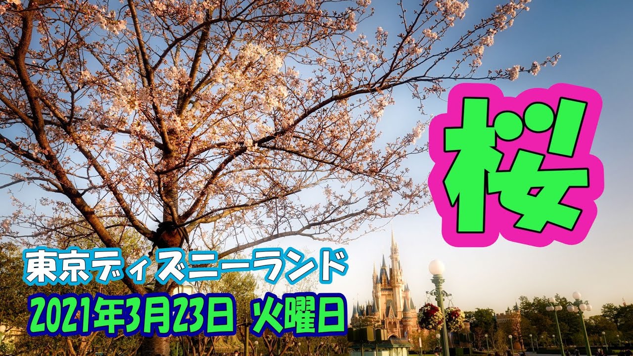 21年3月23日 火曜日 東京ディズニーランドの桜 Tdl Youtube