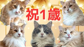 5つ子1歳のお誕生日会 by  もっちニャンZoo 120 views 11 months ago 4 minutes, 57 seconds
