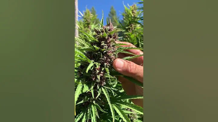 When Is Cannabis Flower Ready To Harvest? - DayDayNews