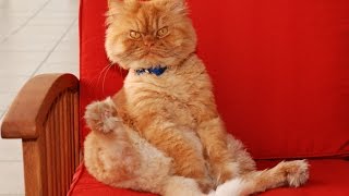 кОТЫ ЕДЯТ БАНАНЫ И ДЫНИ!?ДА, ДА, ДА!СМОТРИ! кОТЫ ЕДЯТ БАНАНЫ И ДЫНИ!?ДА, ДА, ДА!СМОТРИ!
