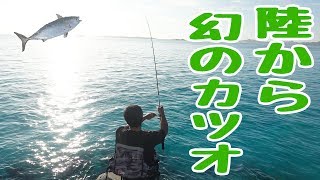 陸から幻のカツオがついに釣れたぁああ！！ #3