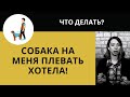 КАК ЖИТЬ СЧАСТЛИВО СО СВОИМ ПИТОМЦЕМ? БЕЗ НАКАЗАНИЙ. ЧТО НУЖНО ЗНАТЬ О СОБАКАХ?