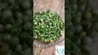 चचरड आयरवदक महततव असलल भज नभज रटस सप चन