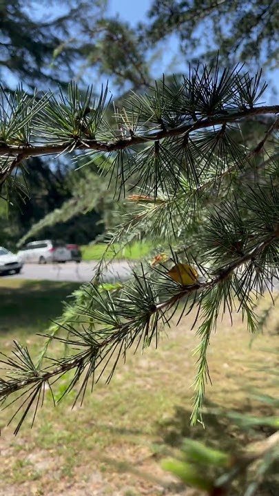 желтый листик на ветке,#automobile #nature - YouTube