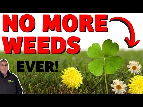 Video: Yellow Sweetclover là gì: Tìm hiểu về việc sử dụng và các vấn đề của Yellow Sweetclover