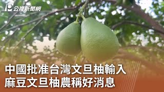 中國批准台灣文旦柚輸入 麻豆文旦柚農稱好消息｜20240429 公視中晝新聞