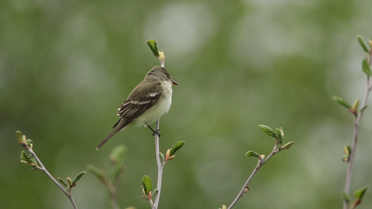 WILLOW FLYCATCHER mOUCHEROLLE DES SAULES New Brunsick by A Clavette
