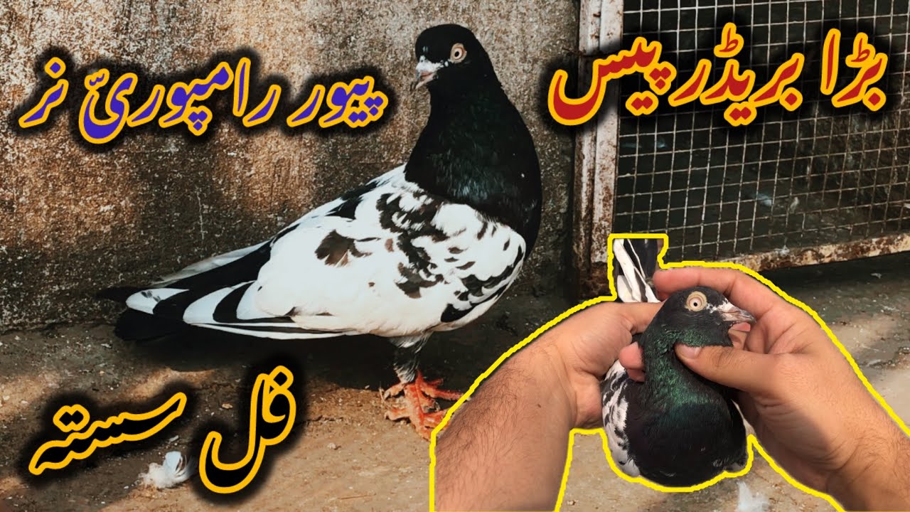 رامپوری نر فارسیل……03341042965