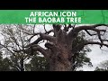 African Icon  - The Baobab Tree