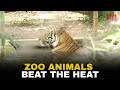 Coolers, mist sprays & fruit diets: Nandankanan Zoo’s summer care for animals