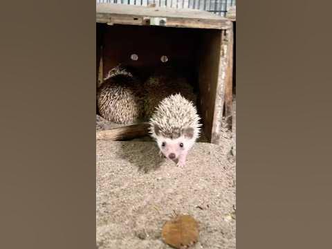 Анал ойыншықтары бар жеке порно фотосуреттерді қараңыз