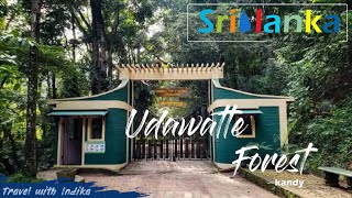 මහනුවර උඩවත්ත කැලය | Kandy Udawatte Forest | Vlog 40