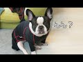 これがフレンチブルドッグの魅力です！！！【French bulldog】