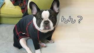 これがフレンチブルドッグの魅力です！！！【French bulldog】