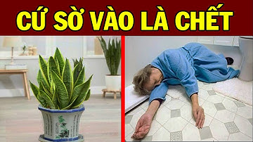 8 Loại Cây Cảnh Độc Hơn LÁ NGÓN, Cấm Trồng Trong Nhà Kẻo Cả Gia Đình RA ĐI TRONG NHÁY MẮT