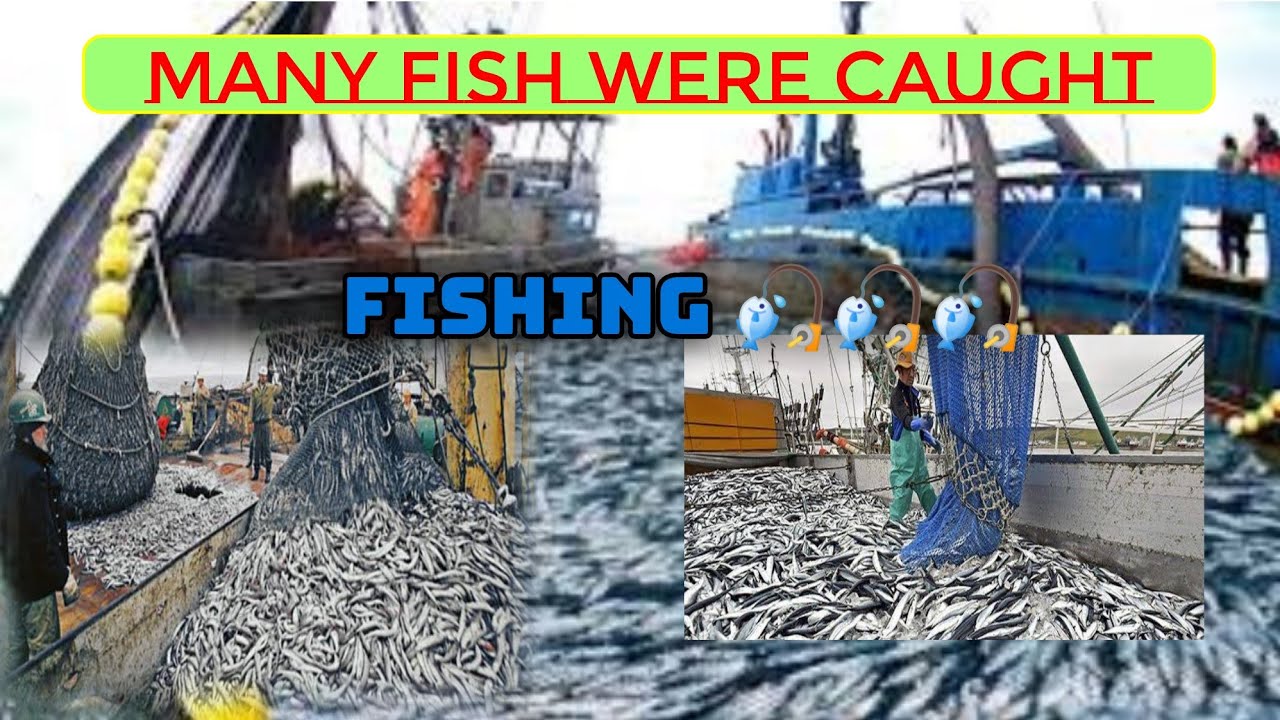 Sardines Fishing How do they catch Fish Purse senie net fishing
