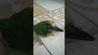 burung Takur mau main