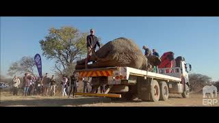 Dinokeng Bull Translocations