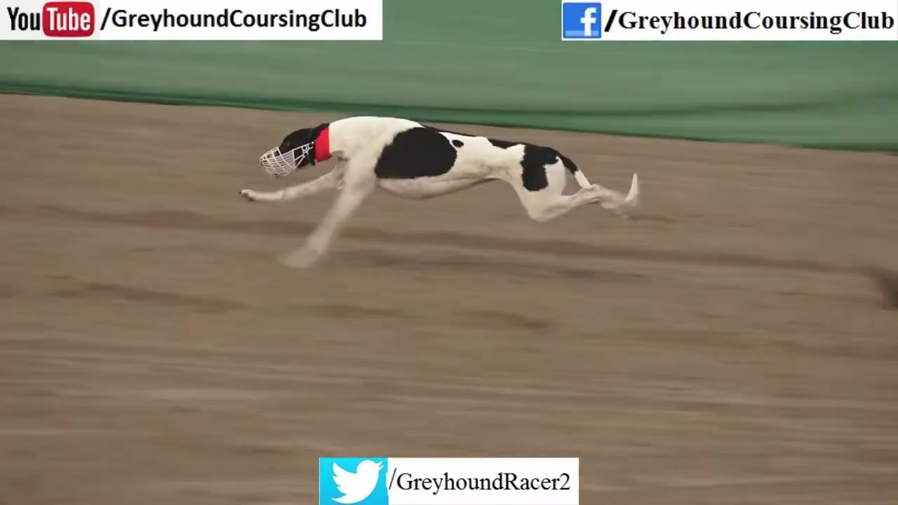 The Origins of Dog Racing in the 55 Club