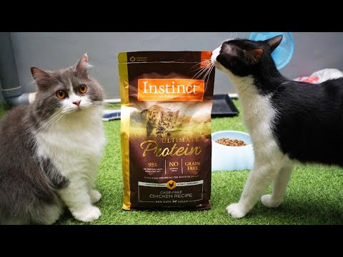 Video: Kucing Dan Protein: Apakah Makanan Kucing Protein Tinggi Terbaik?