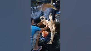 SUSU MUNCRAT