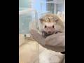 Japan Hedgehog Cafe