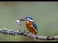 Landscape & Nature Photography. Photographing Kingfishers