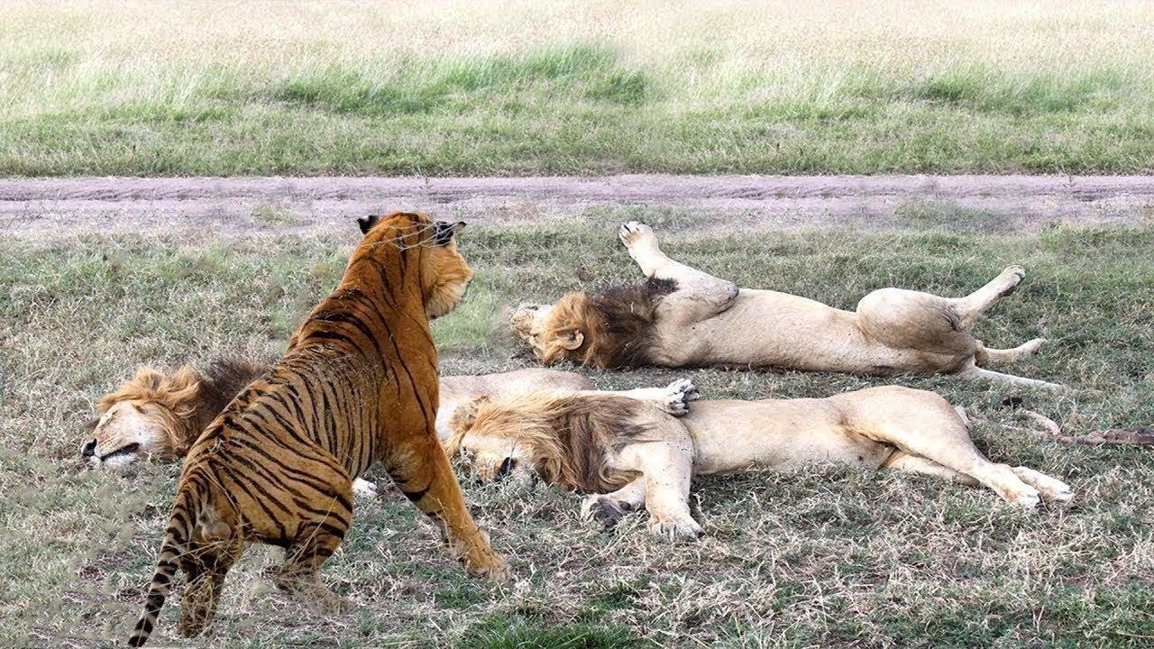 Кто победил лев или тигр. Туранский тигр против берберийского Льва. Битва Львов за Прайд. Лев против тигра. Лев и тигр битва.