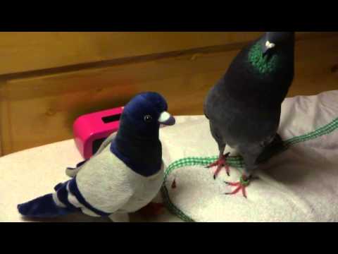 pigeon's courtship behavior