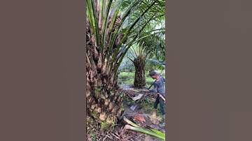 panen sistem over pruning #sawit #manensawitpakedodos