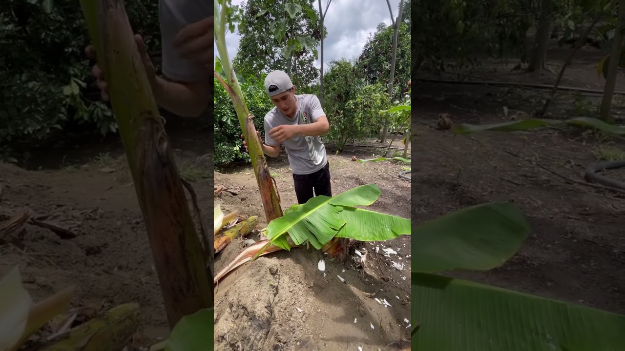 Agua de plátano para la gastritis