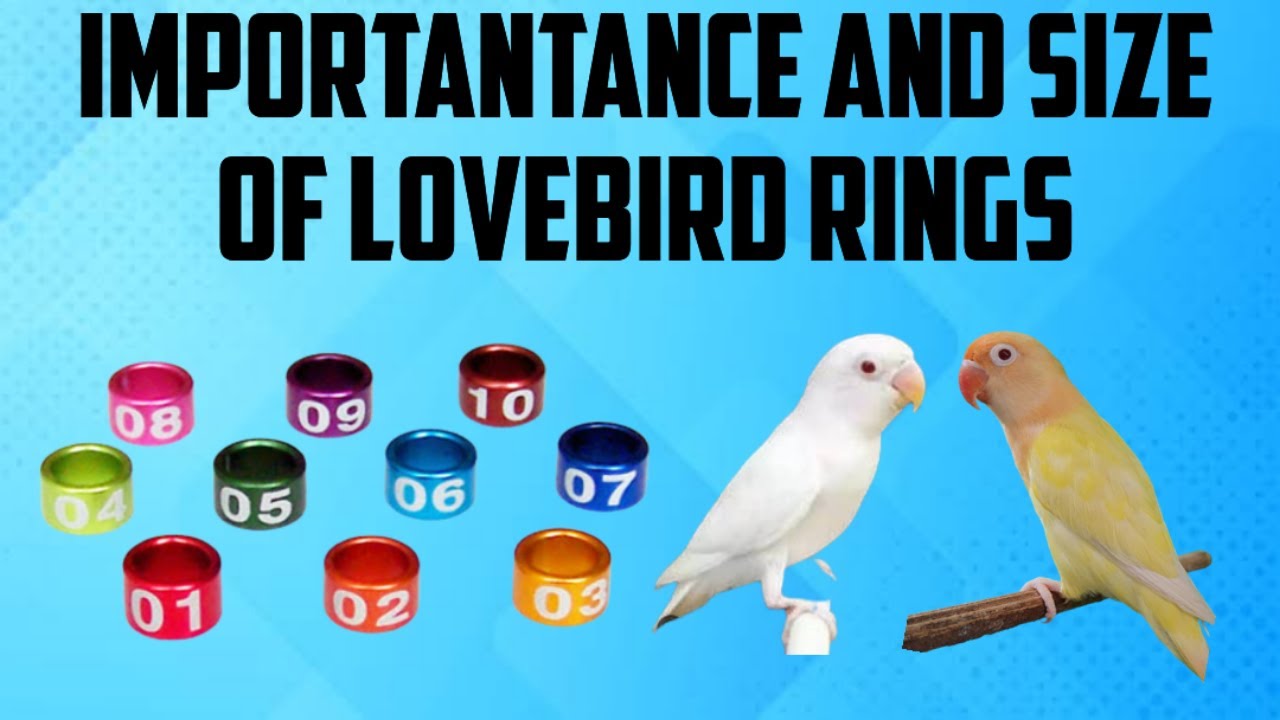 50pcs Multisize Aluminum Canary And Love Birds Leg Bands Rings -  TheBirdLovers.com - Free Shipping Worldwide