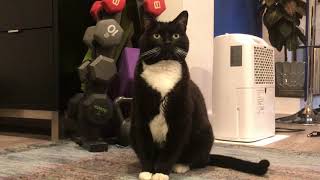 Tuxedo Cat by Frankie Poolenc 28,282 views 3 years ago 1 minute, 38 seconds